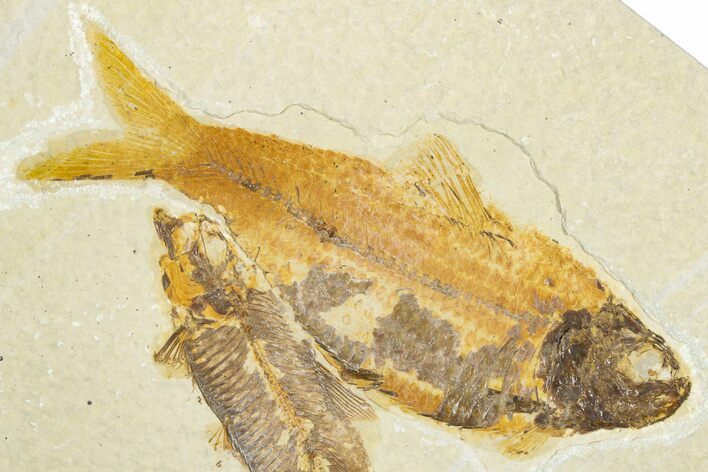 Limestone with Two Fossil Fish (Knightia) - Wyoming #345503